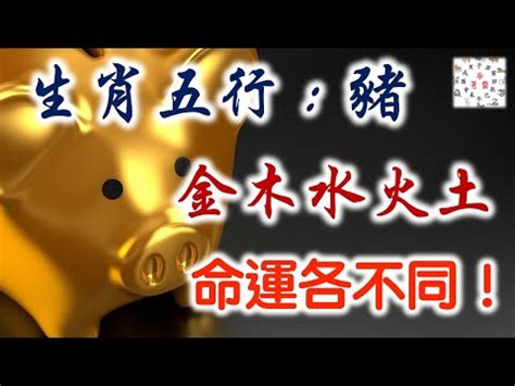 乙亥豬五行|生肖屬豬人的五行與財運